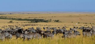 wildlife in Maasai Mara Reserve Kenya