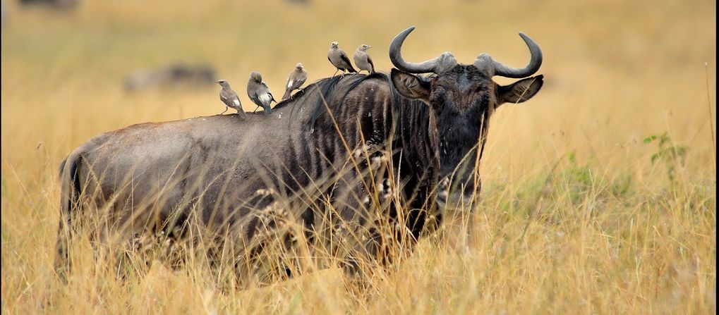 4 Days Budget Masai Mara safari
