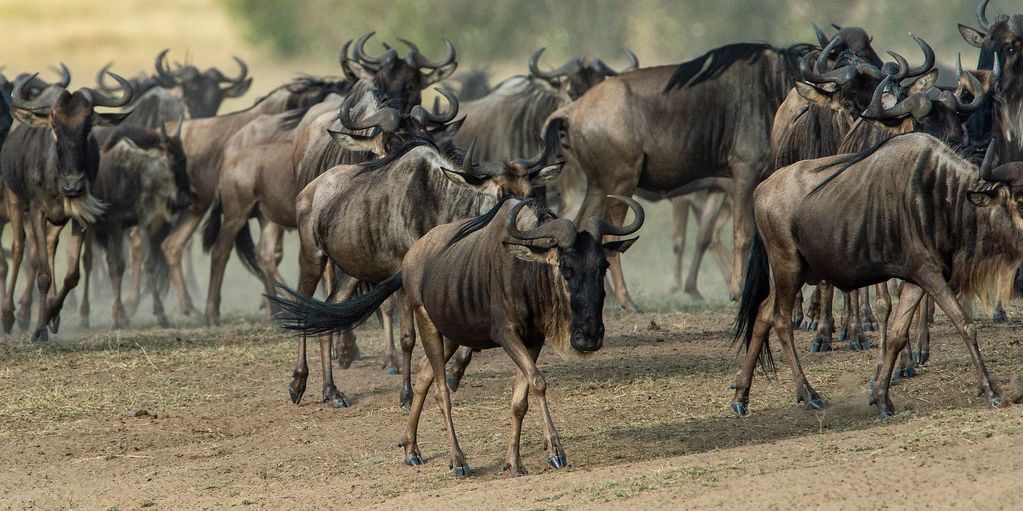 3 Days Mara Wildebeest Migration Safari