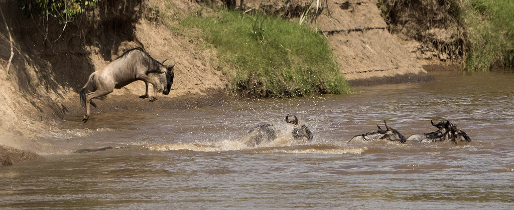 Best time to see the migration river crossings