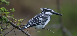 Birding Safaris in Masai MAra