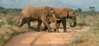Game Drives in Masai Mara