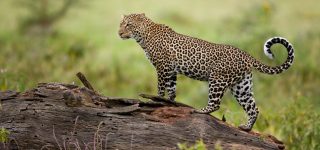 Leopards in Masai Mara
