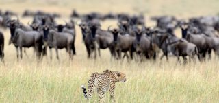 Ol Kinyei Conservancy
