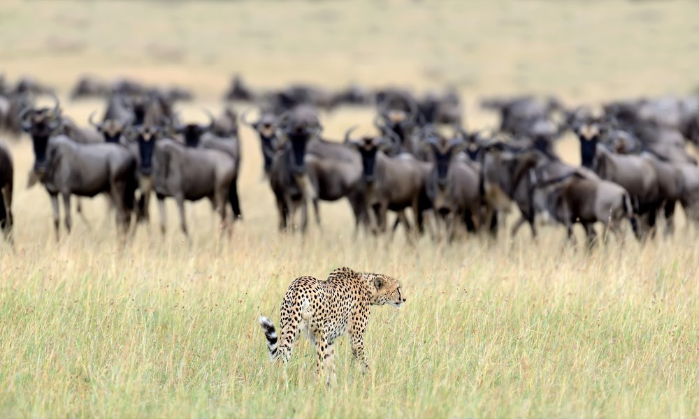A cheetah stalking the wildebeest on an evening hunt in Ol-Kinyei Conservancy