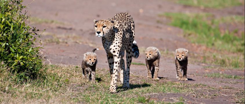 Cheetahs in Masai Mara