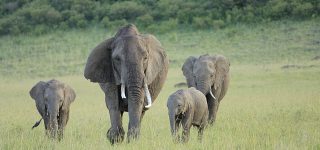 Elephants in masai mara