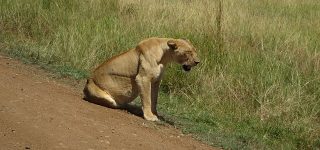 Masai Mara Lions