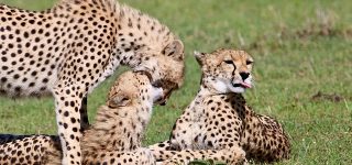 6 Days Mara, Lake Nakuru & Amboseli