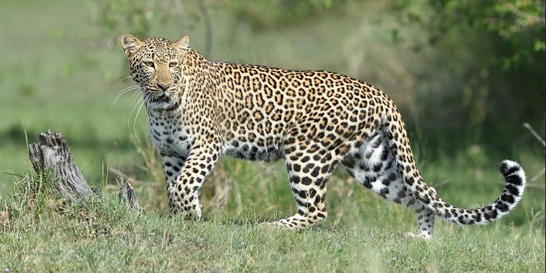 masai mara cheetahs