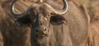 See the Buffalos