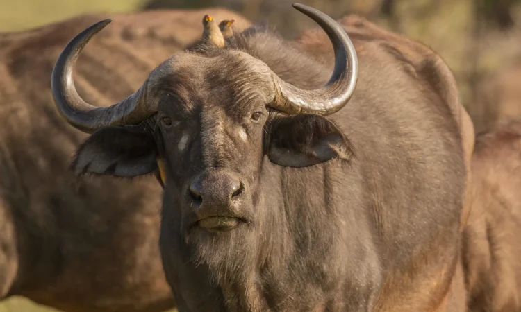 See the Buffalos