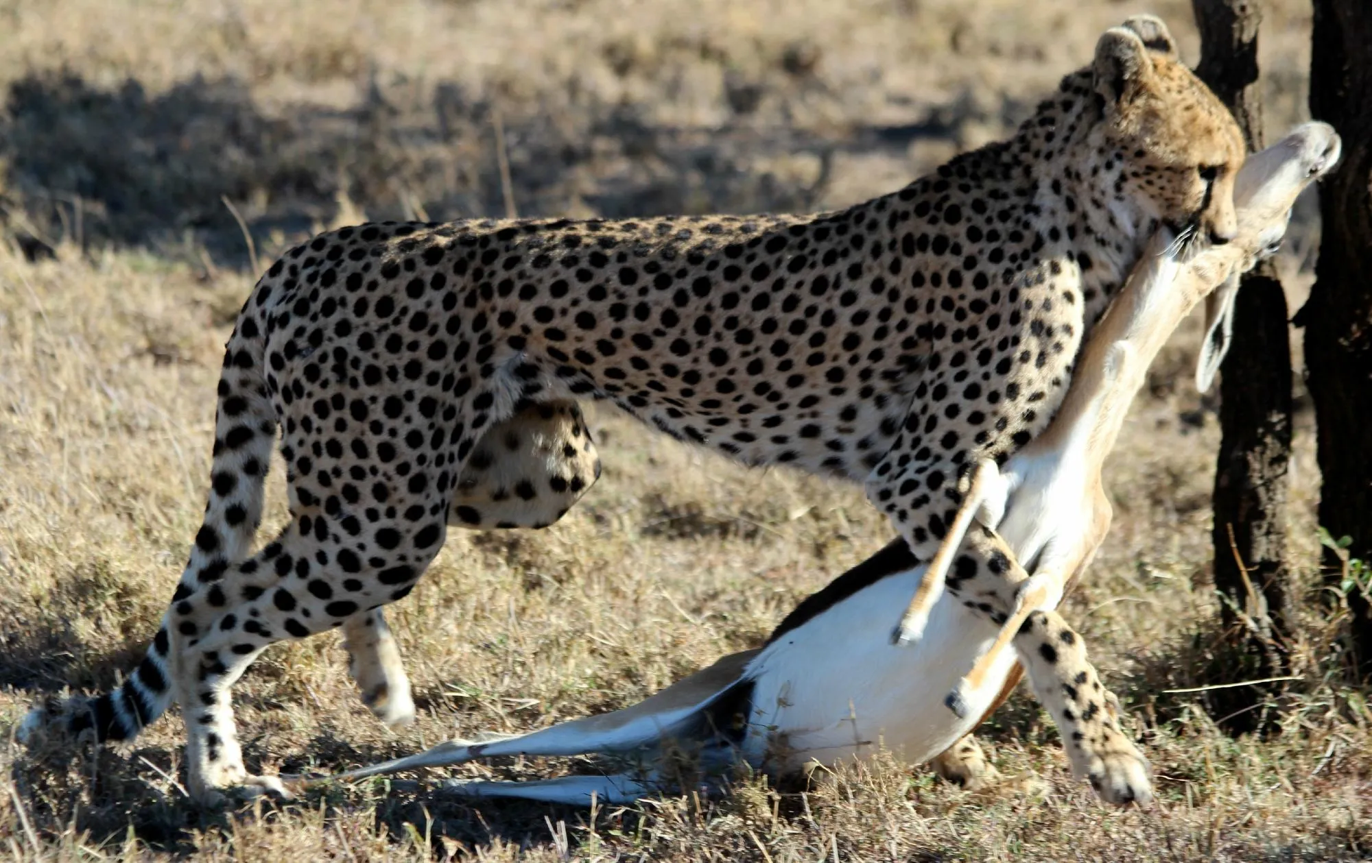 A cheetah carrying its kill. Experience the magic of game drives in Maasai Mara