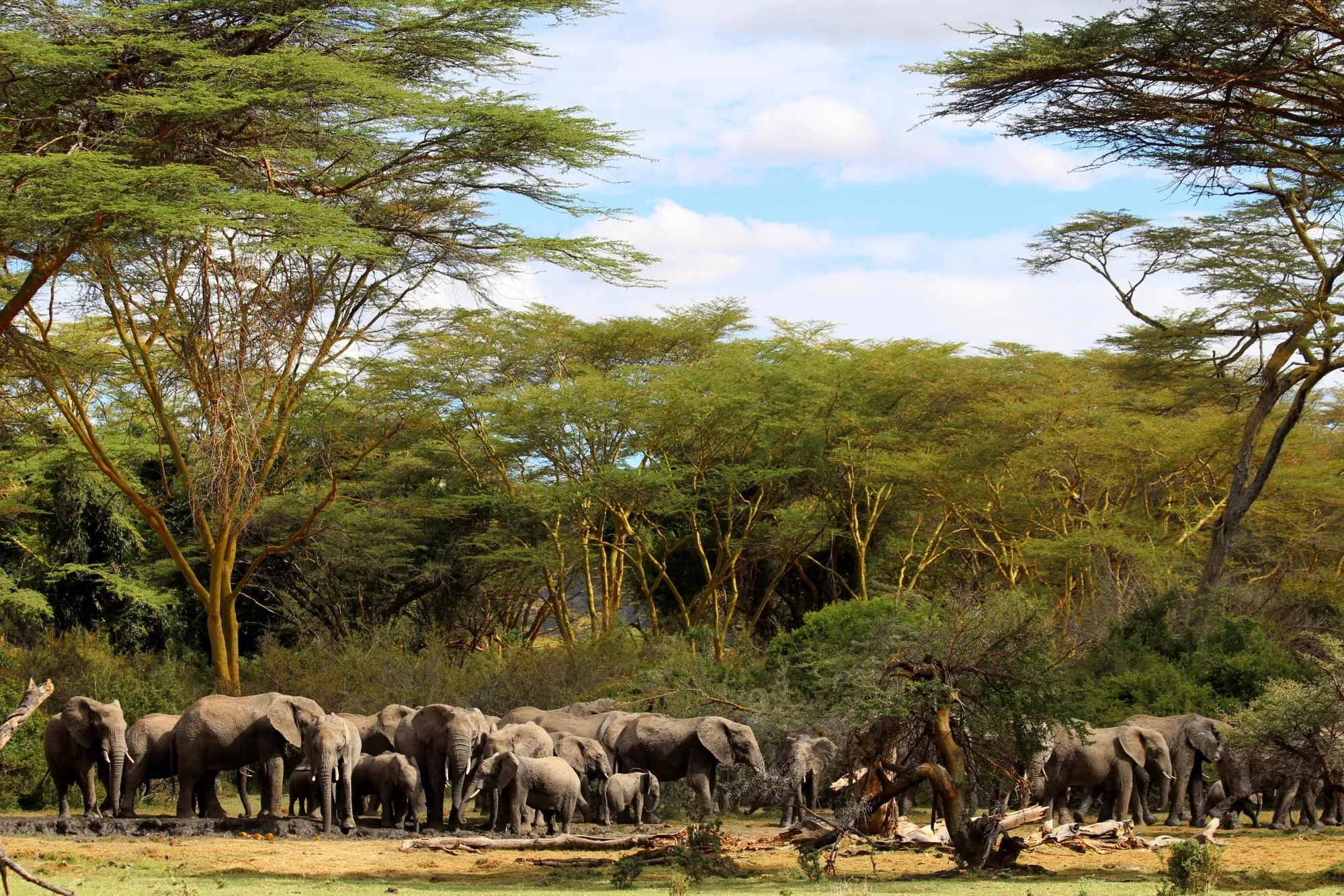 Observe huge numbers of elephants at a conservancy