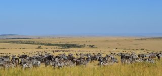 The Masai Mara Landscape