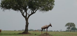 3 Days Masai Mara Group Safari