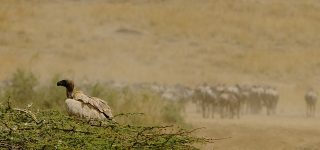 Best time to see the migration river crossings