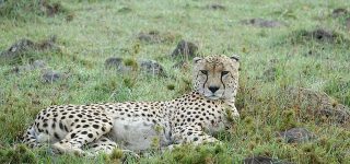 3 days Masai Mara budget camping safari