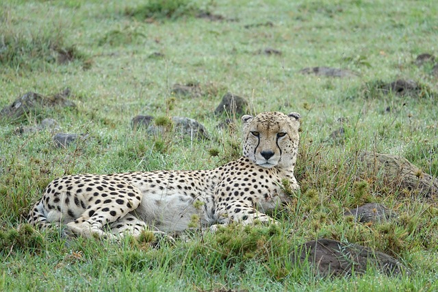 3 days Masai Mara budget camping safari