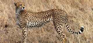 Cheetahs