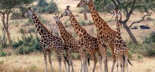 Rothschild's giraffes