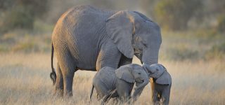 elephants