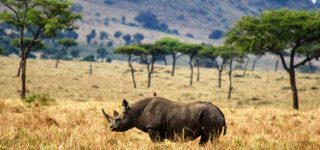 4 days Maasai Mara safari