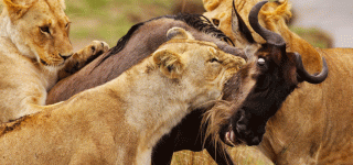 6 Days Maasai Mara Safari