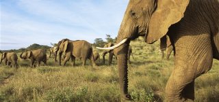 Are there lions in Shaba National Reserve?