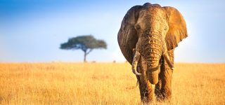 Maasai Mara Safari
