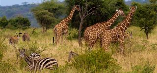 Tourist Activities to do at Meru National Park