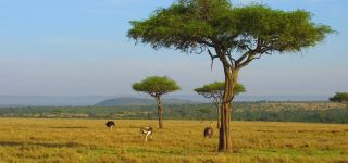 4 days Mara River Crossing Safari