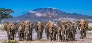 10 days Uganda and Kenya safari