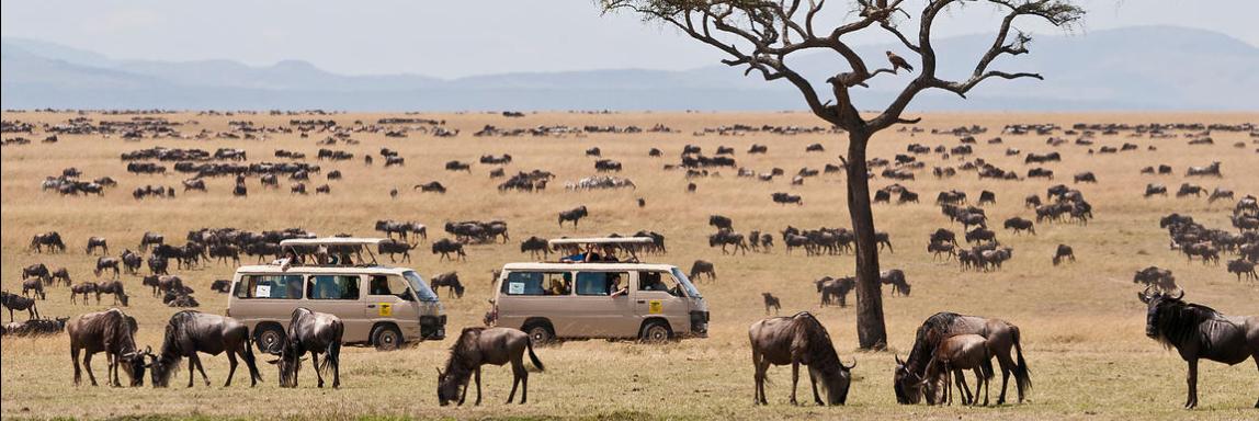 Masai Mara or Serengeti National Park 