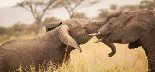 Enjoy your stay in Tanzania following these travel tips