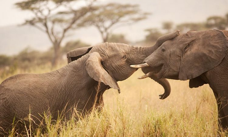 Enjoy your stay in Tanzania following these travel tips