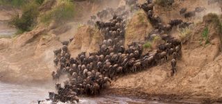 Masai Mara Safari