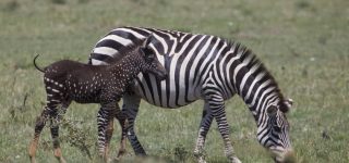 Rare Black Spotted Zebra
