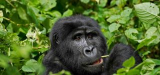 6 Days Kenya & Uganda Safari