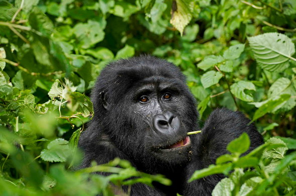 5 days Uganda Gorilla Trekking & Queen Elizabeth wildlife Safari