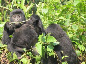 3 days Uganda Gorilla Trekking Safari | Bwindi Impenetrable National Park
