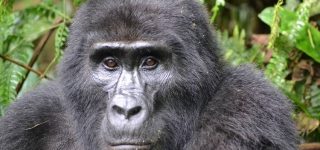 6 Days Masai Mara and Bwindi gorilla safari