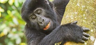 8 Days Uganda Safari