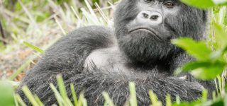 6 Days Kenya Wildlife & Rwanda Gorilla Trekking Safari