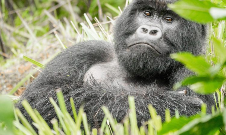 6 Days Kenya Wildlife & Rwanda Gorilla Trekking Safari