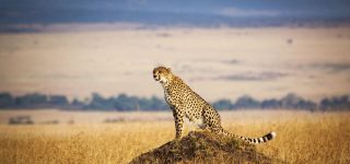 7 Days Kenya and Rwanda gorilla trekking tour