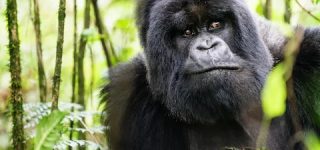 6 Days Uganda Kenya Safari