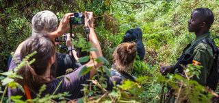 Gorilla Habituation
