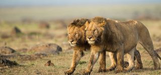 8 Facts about Masai Mara National Reserve