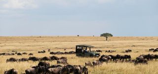 Activities in Masai Mara National Reserve